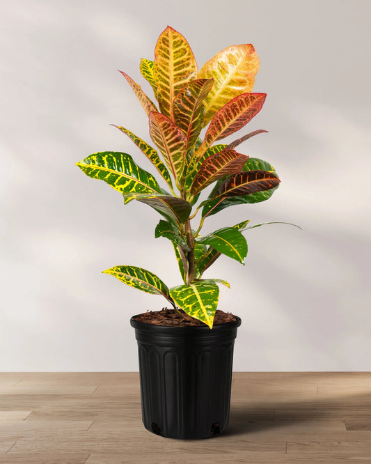Croton Petra Plant