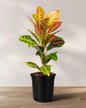 Croton Petra Plant
