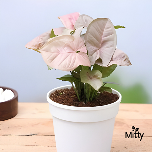 Syngonium Pink Plant