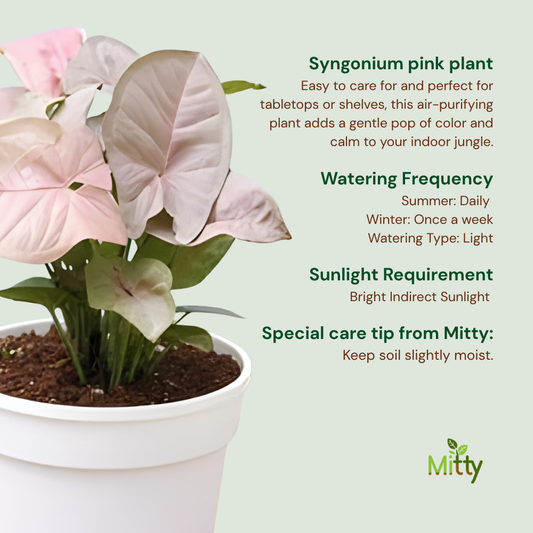 Syngonium Pink Plant