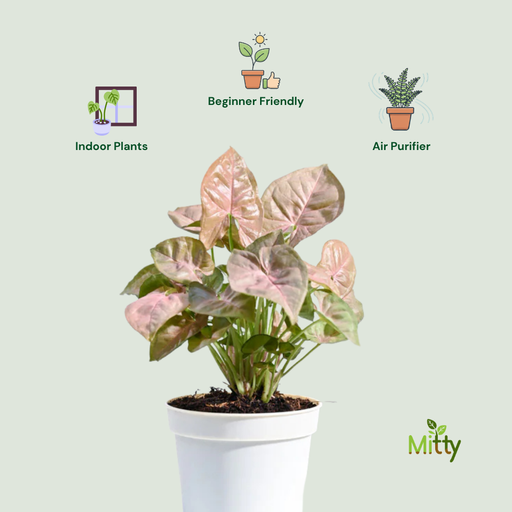Syngonium Pink Plant