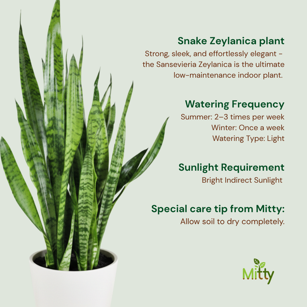 Snake Zeylanica Plant