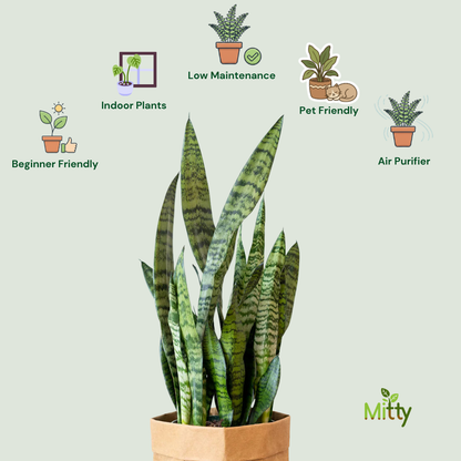 Snake Zeylanica Plant