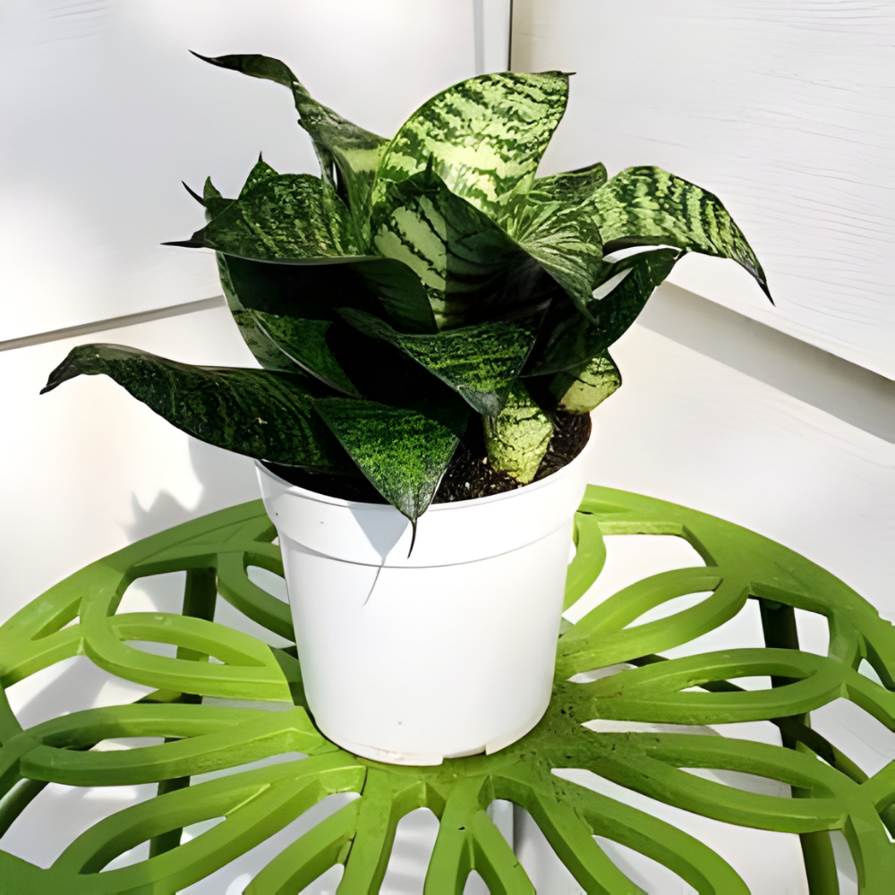Snake Hahnii Plant