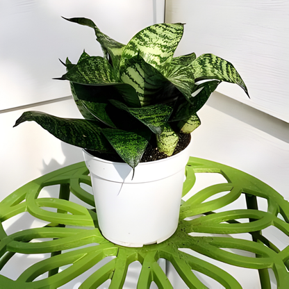 Snake Hahnii Plant