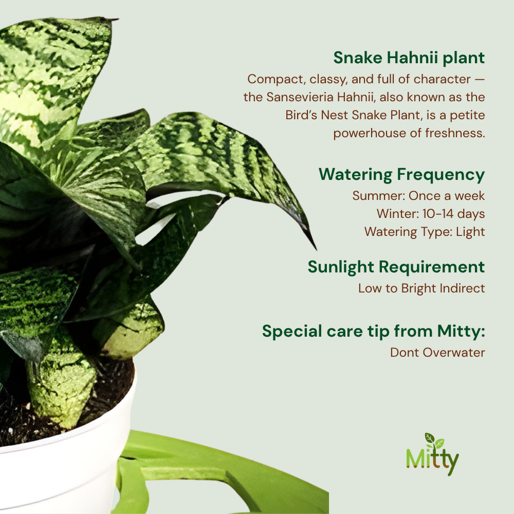 Snake Hahnii Plant