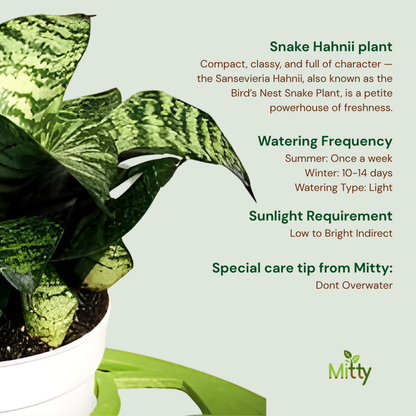 Snake Hahnii Plant