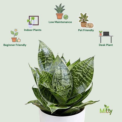 Snake Hahnii Plant