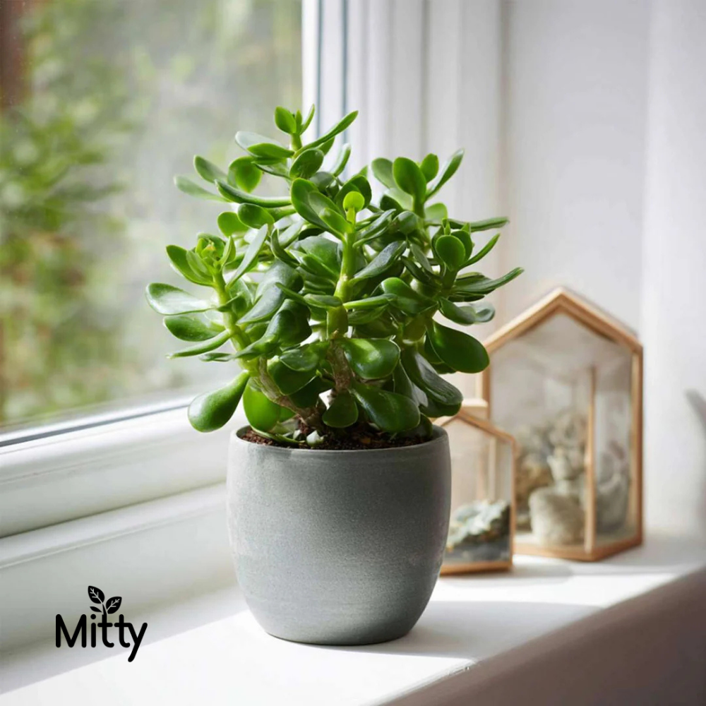 Jade Plant