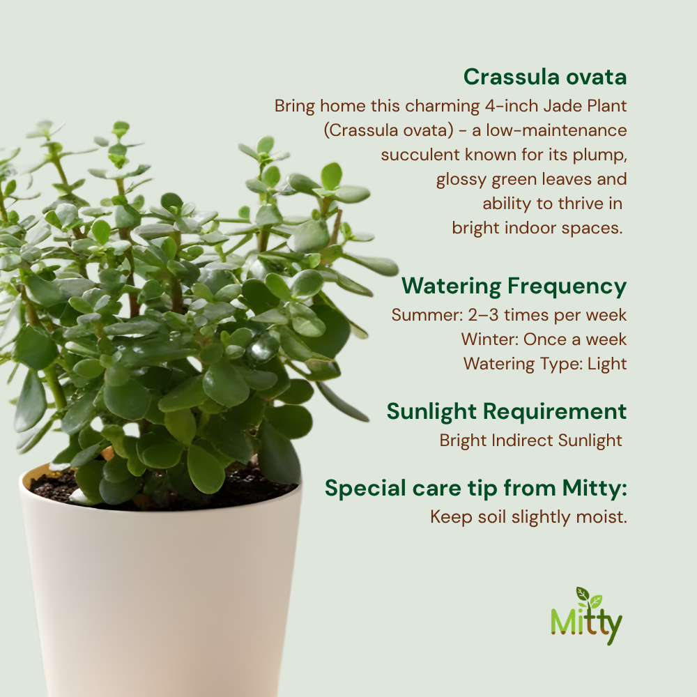 Jade Plant