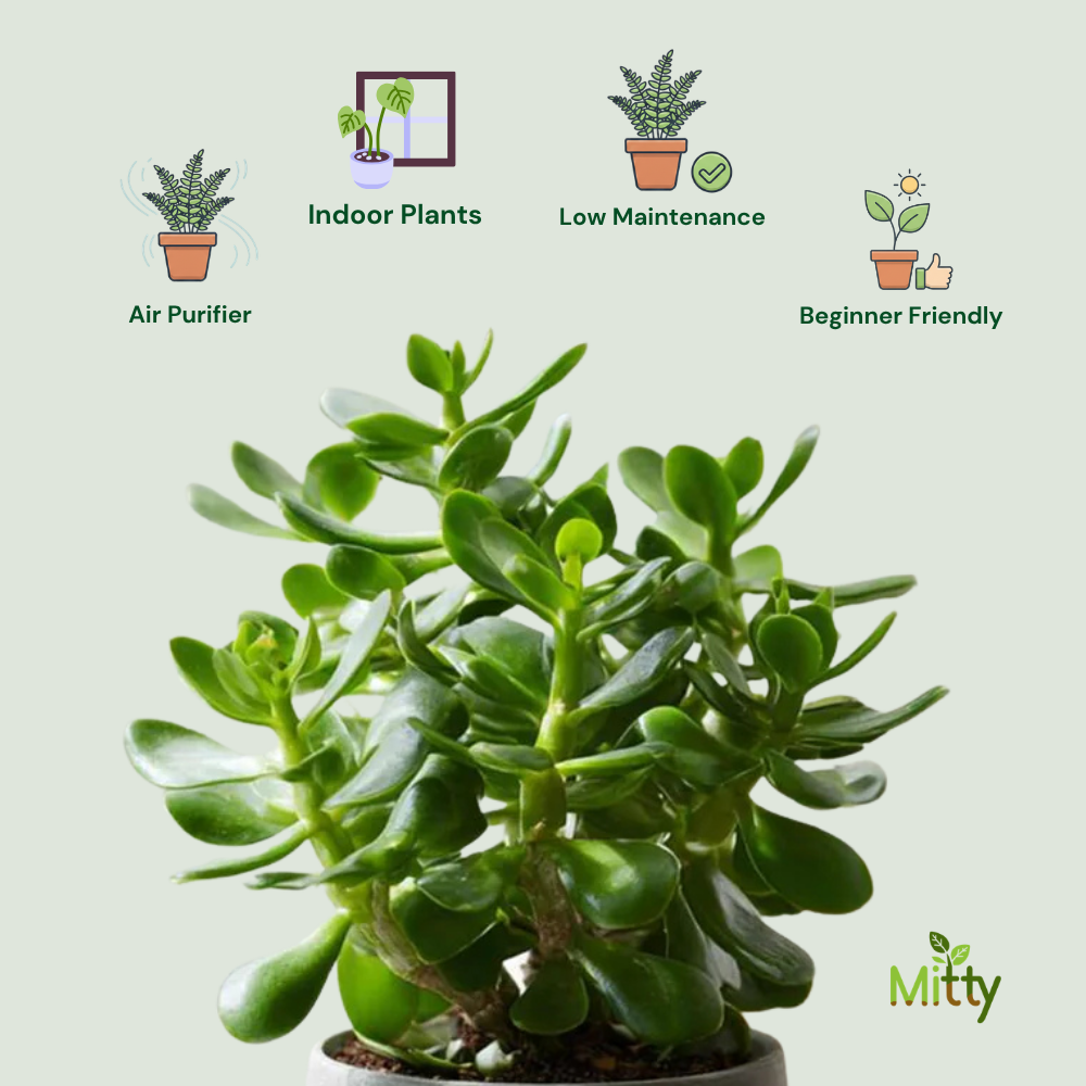 Jade Plant