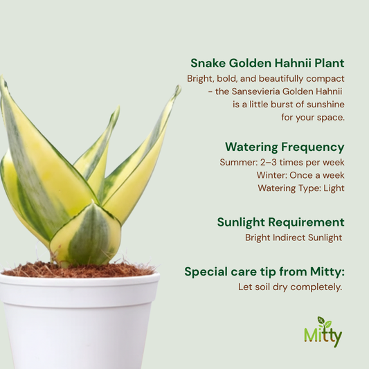 Snake Golden Hahnii Plant