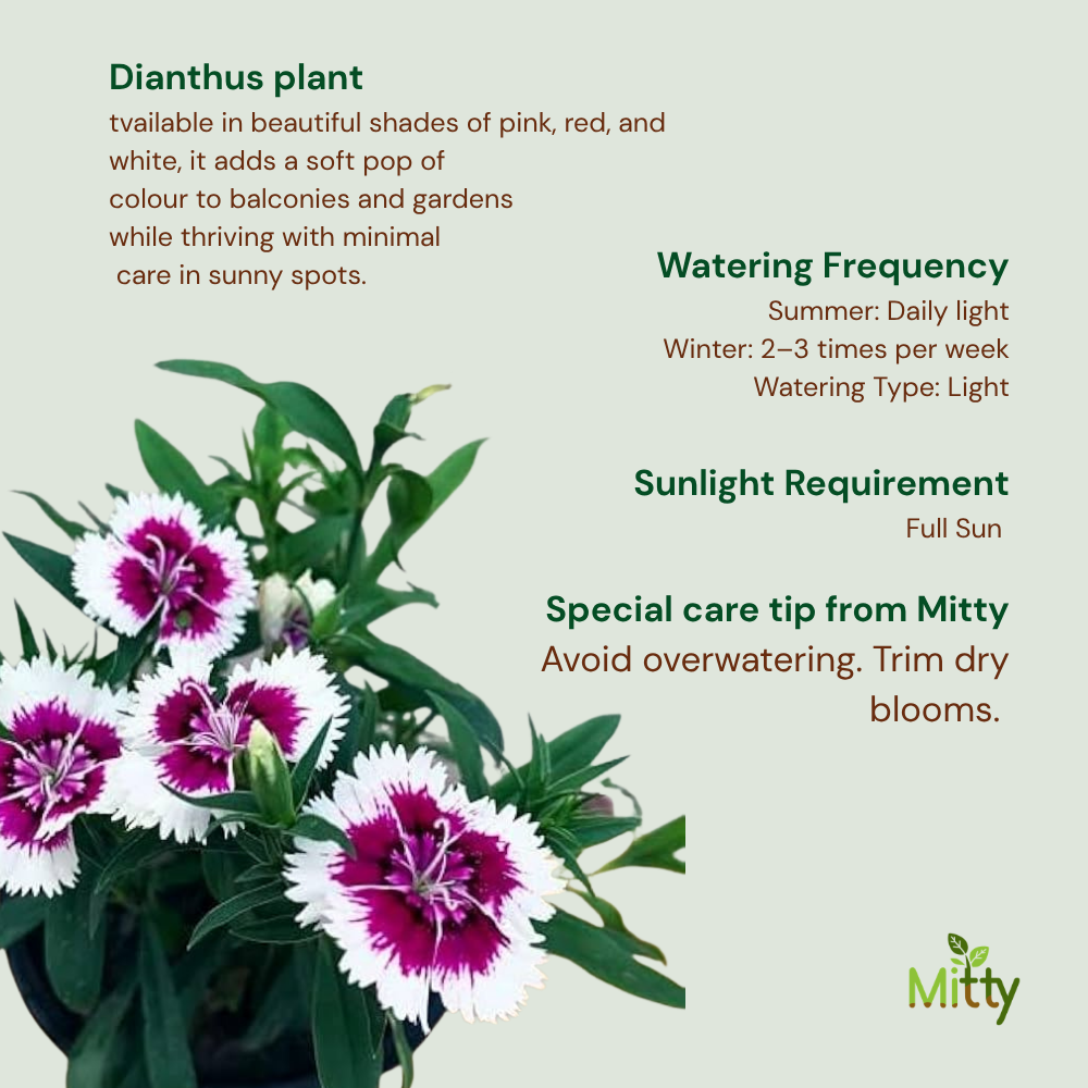 Dianthus plant
