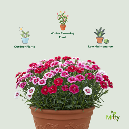 Dianthus plant
