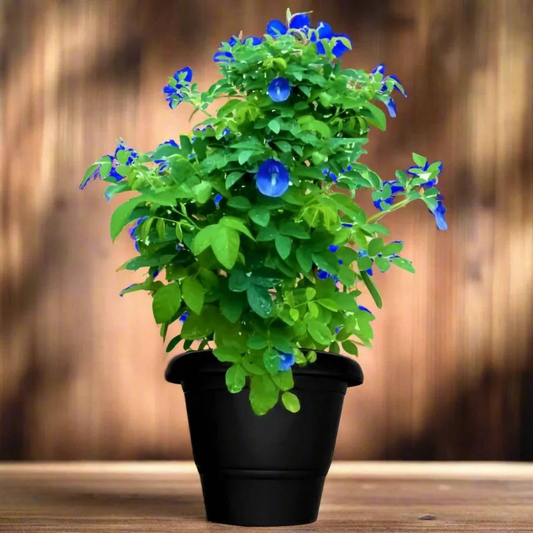 Clitorea (Aparajita) Plant