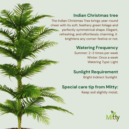 Indian Christmas tree