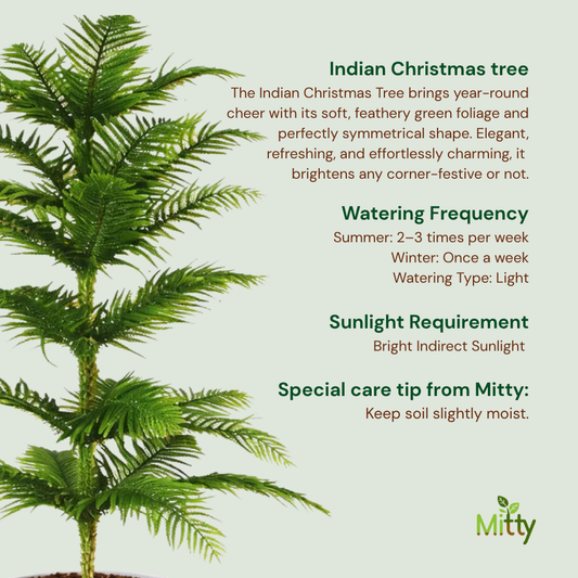 Indian Christmas tree