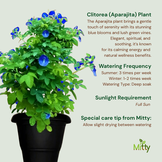 Clitorea (Aparajita) Plant