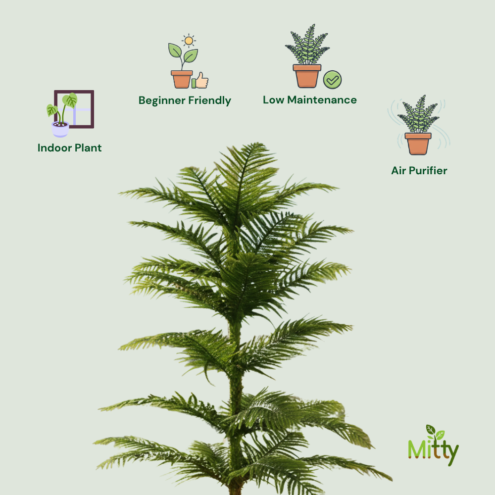 Indian Christmas tree