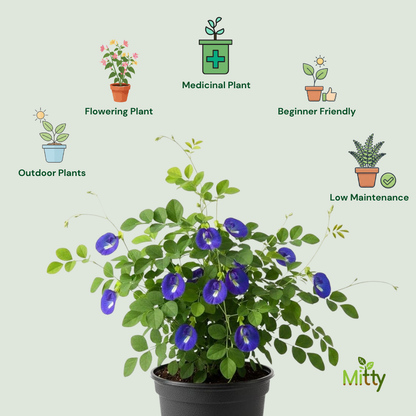 Clitorea (Aparajita) Plant