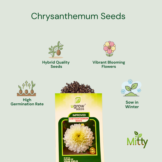 Chrysanthemum (Guldavari) Seeds
