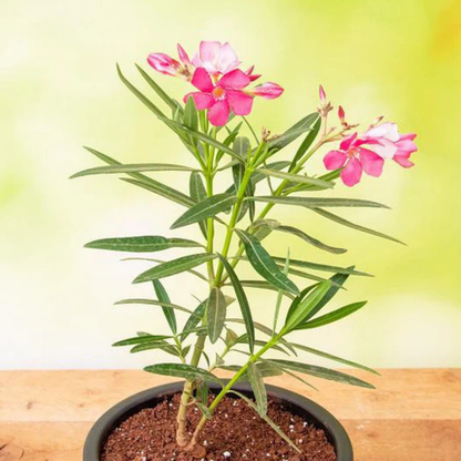 Oleander (Kaner) plant