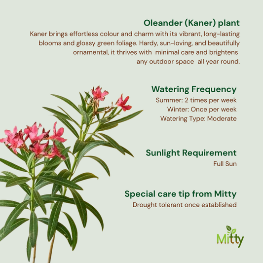 Oleander (Kaner) plant