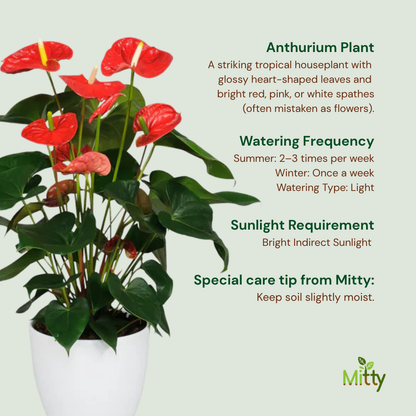Anthurium Plant