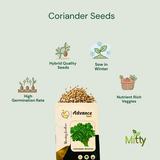 Coriander Seeds