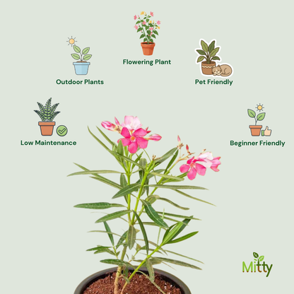 Oleander (Kaner) plant