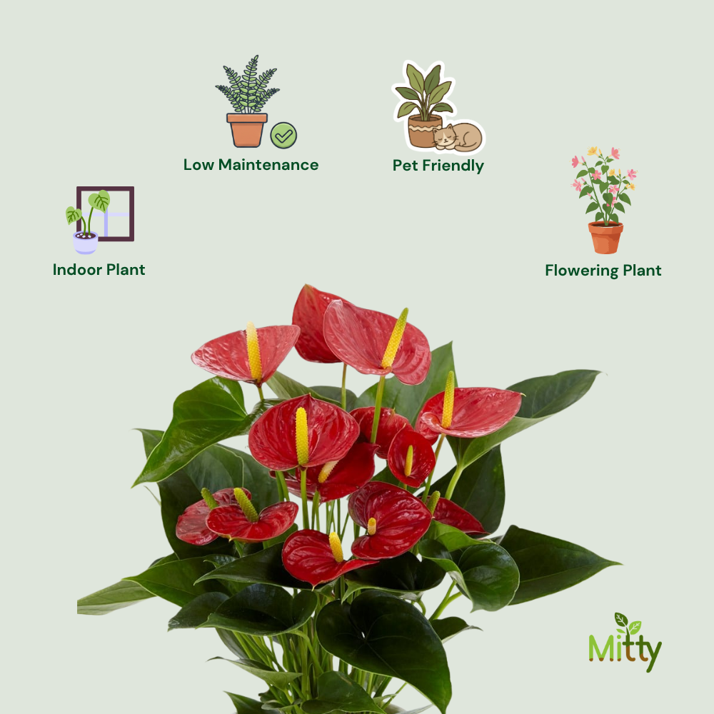 Anthurium Plant