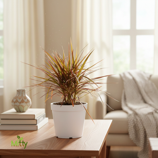 Draceana Marginata Plant