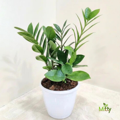 ZZ Plant