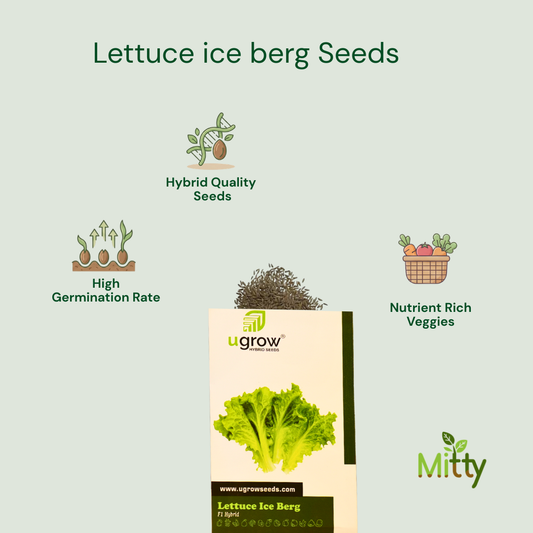 Lettuce Iceberg Seeds