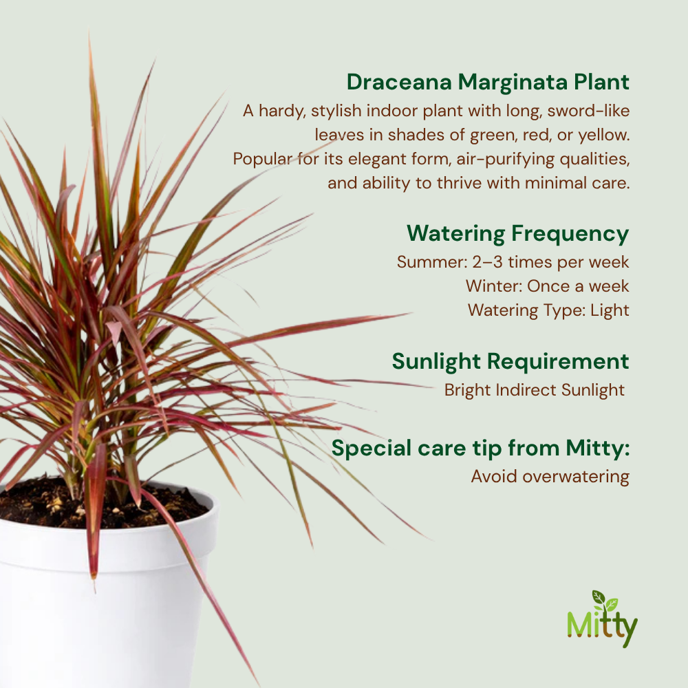 dracaena marginata soil type Draceana Marginata Plant – Mitty