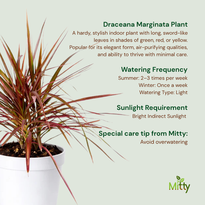 Draceana Marginata Plant
