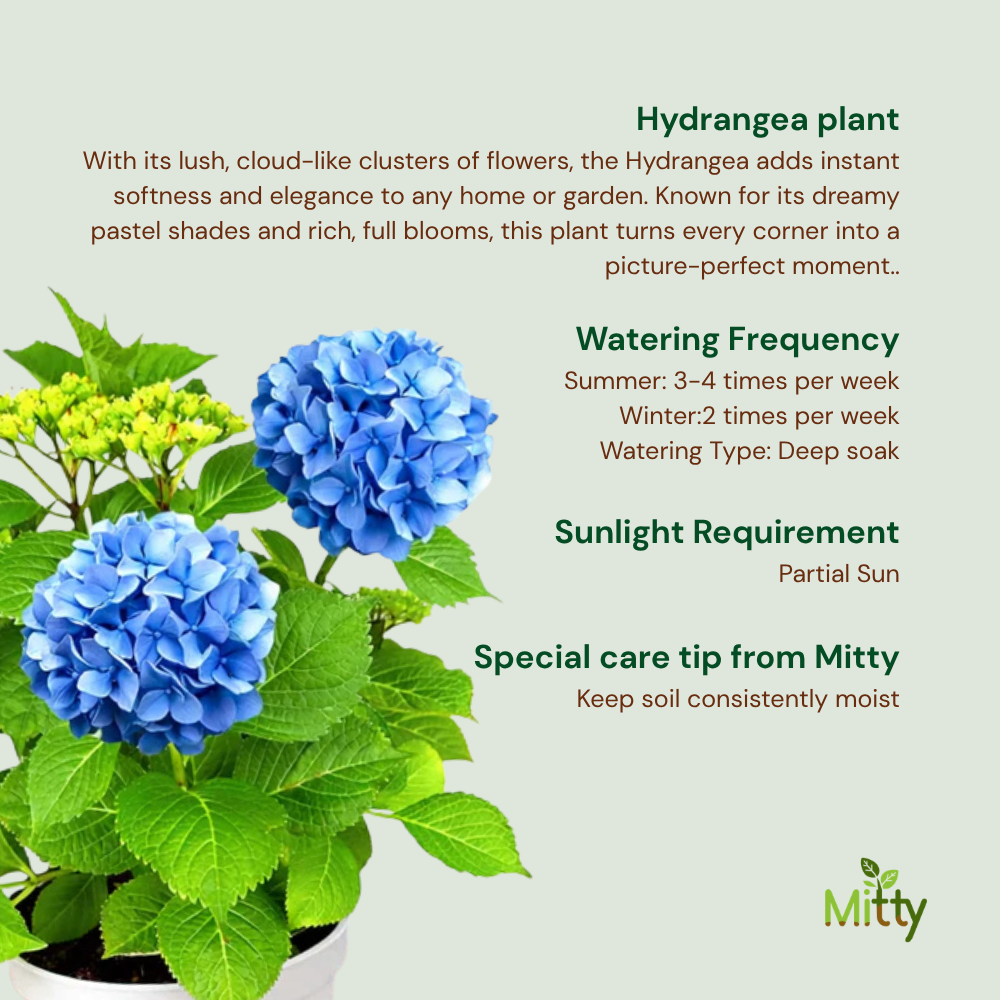Hydrangea plant