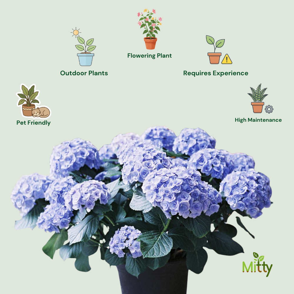 Hydrangea plant