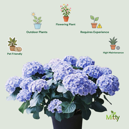 Hydrangea plant