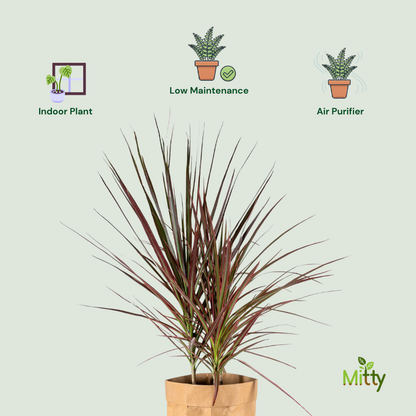 Draceana Marginata Plant