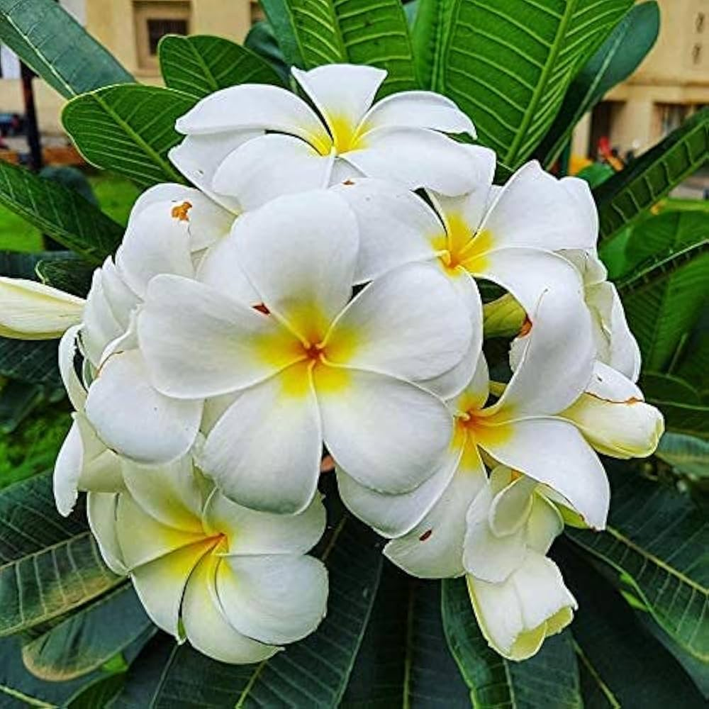 Plumeria Champa Plant