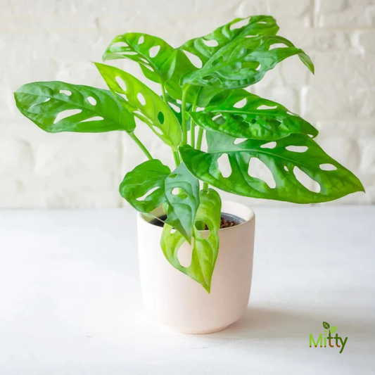 Monstera Adansonii Plant