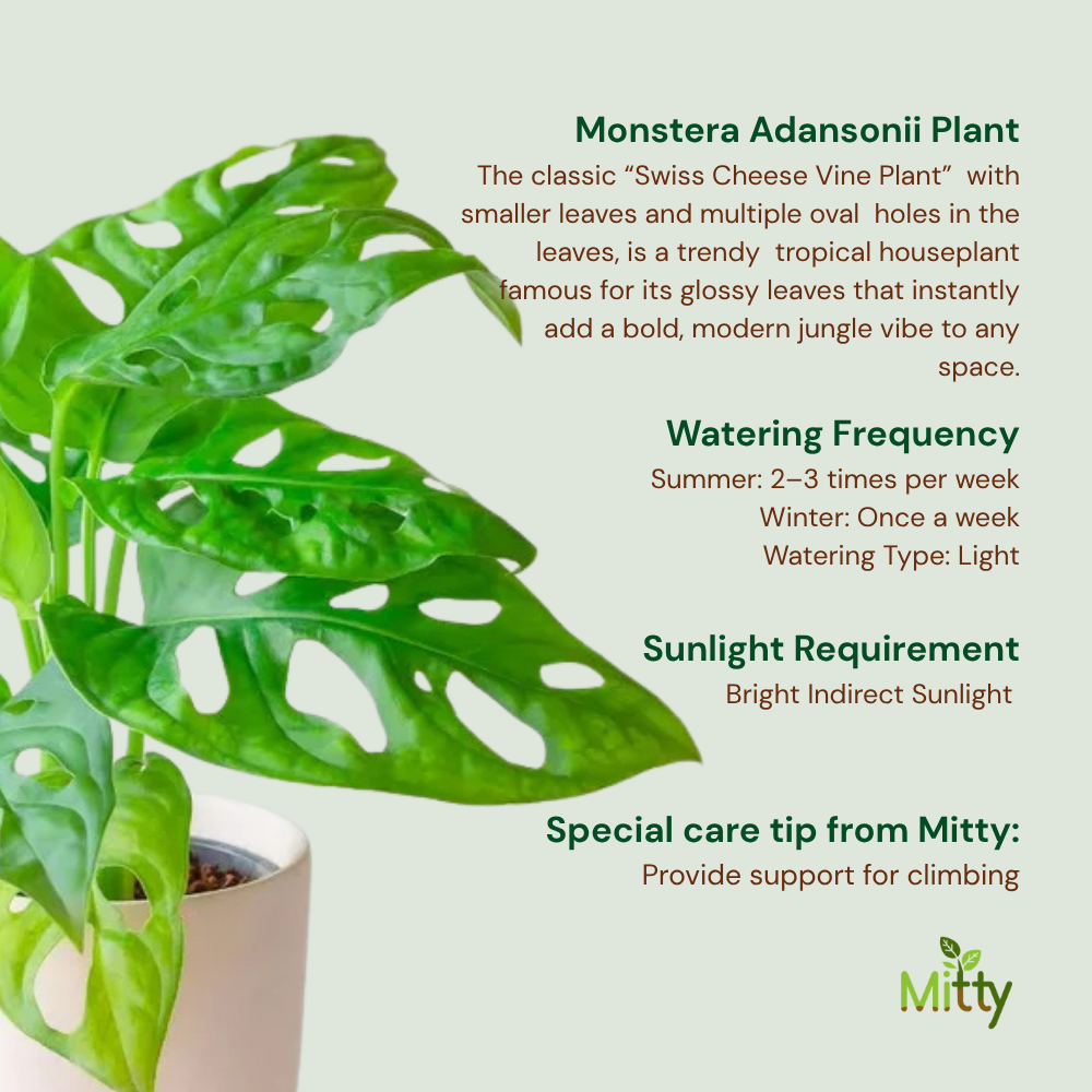 Monstera Adansonii Plant