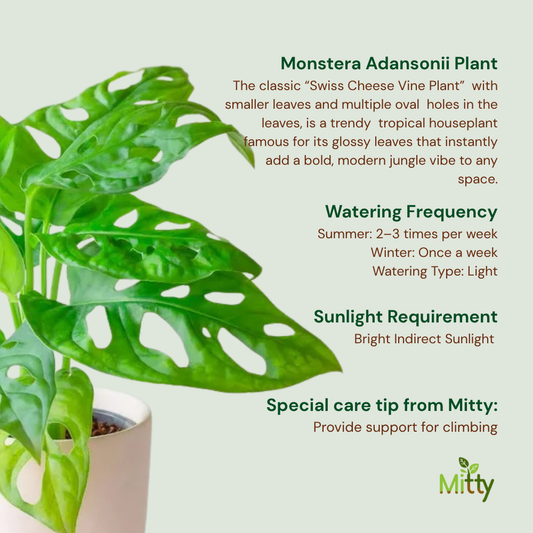 Monstera Adansonii Plant