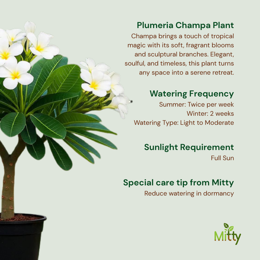 Plumeria Champa Plant