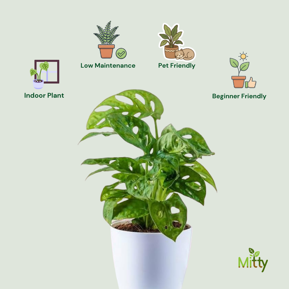 Monstera Adansonii Plant