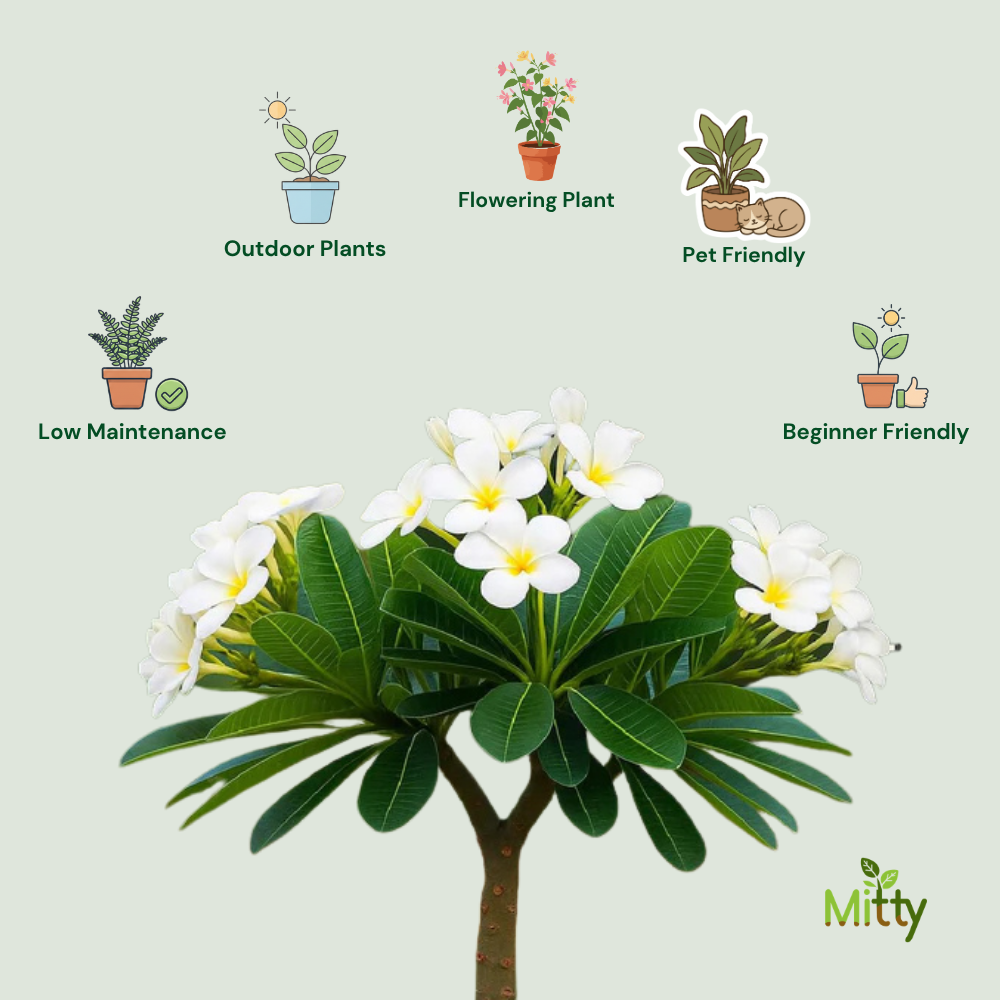Plumeria Champa Plant
