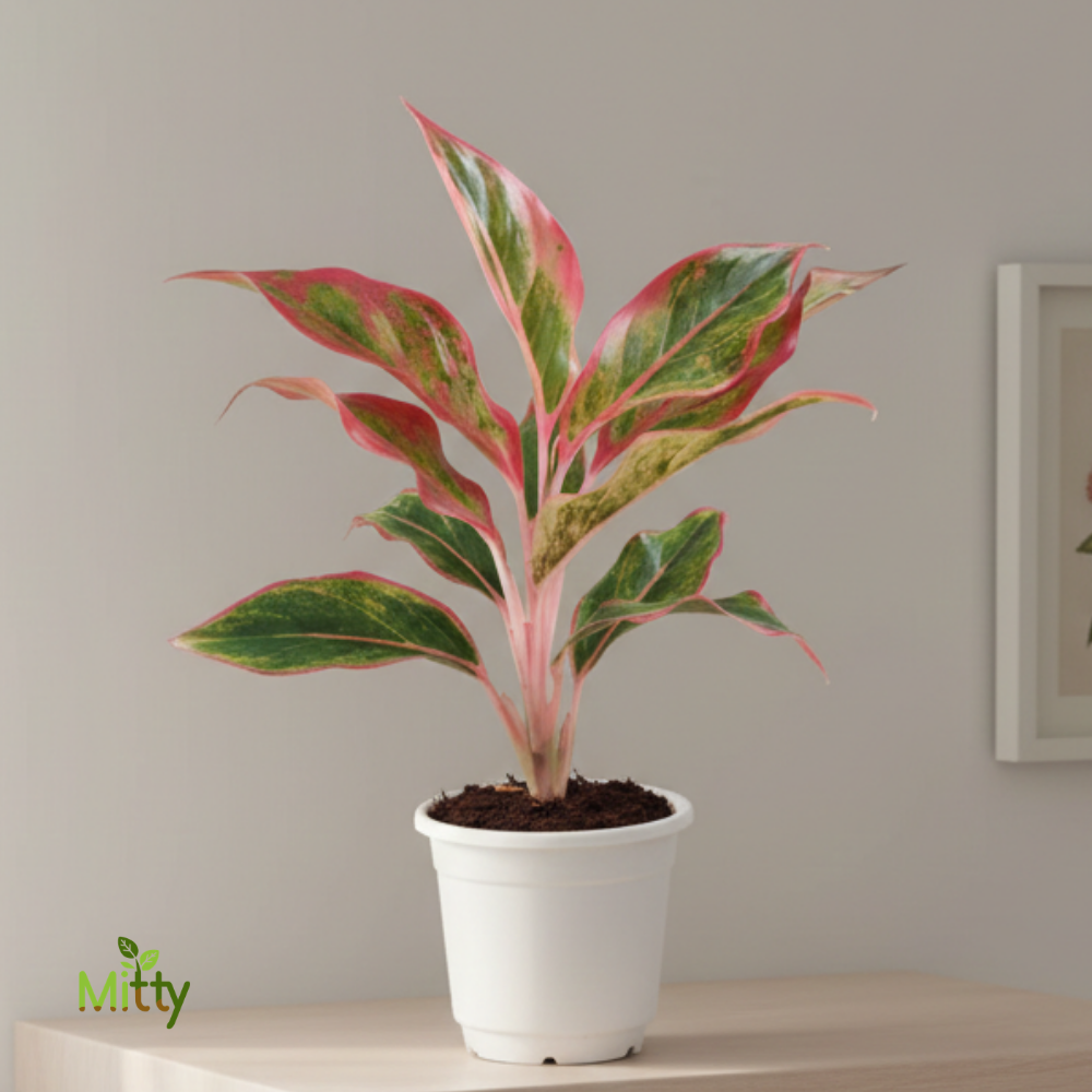 Aglaonema Red Plant