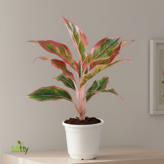 Aglaonema Red Plant