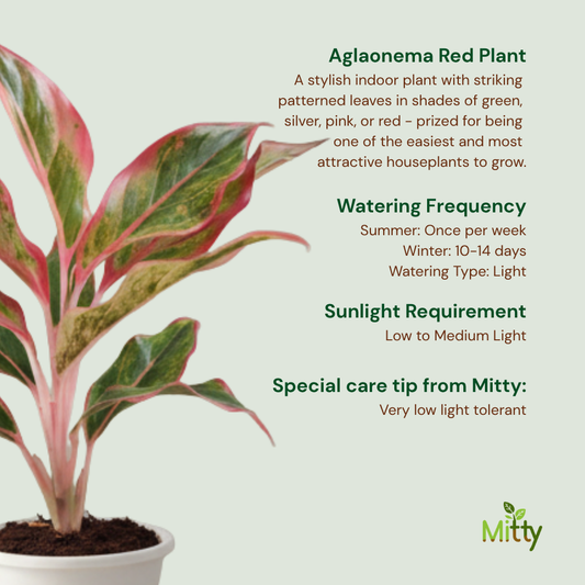Aglaonema Red Plant